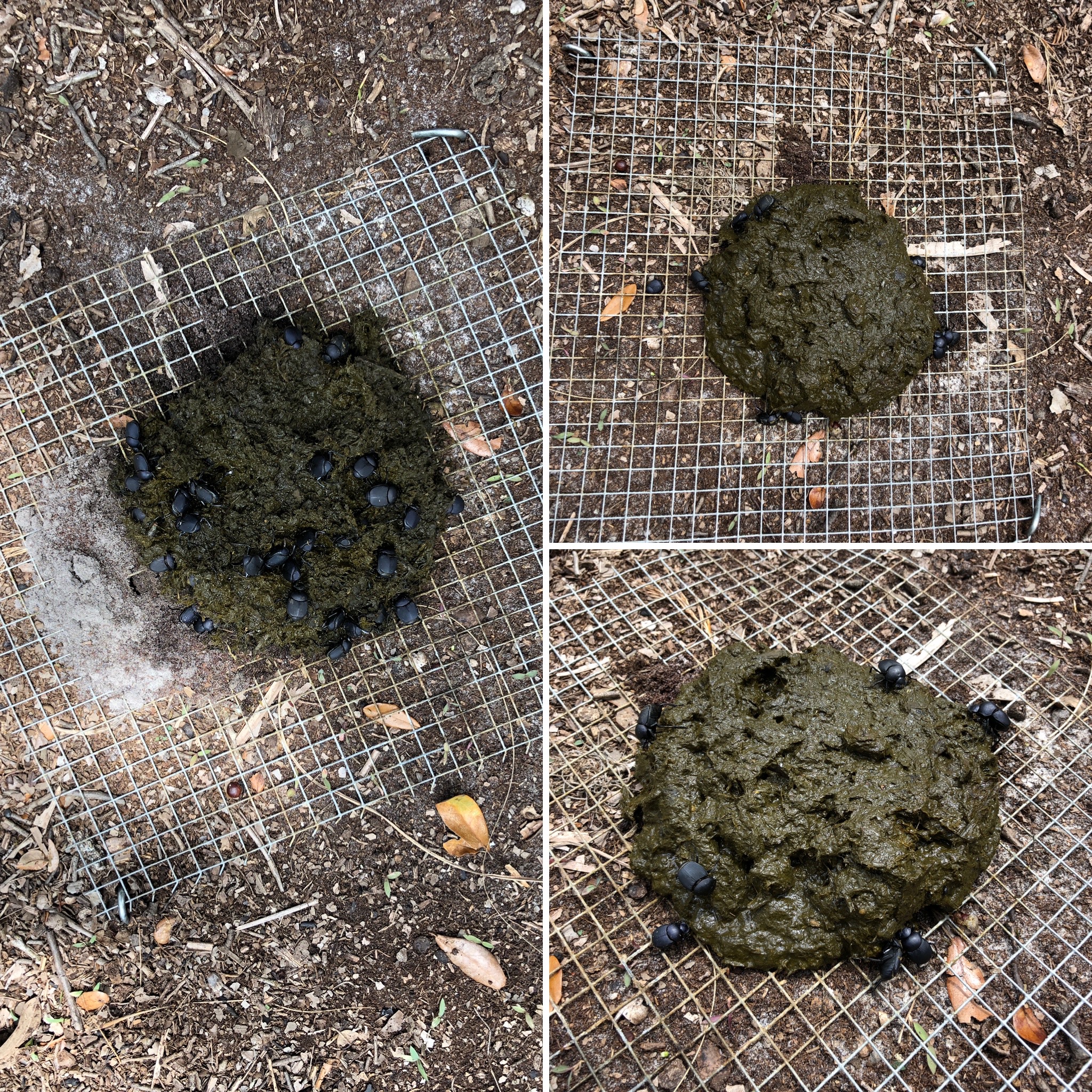 dung
