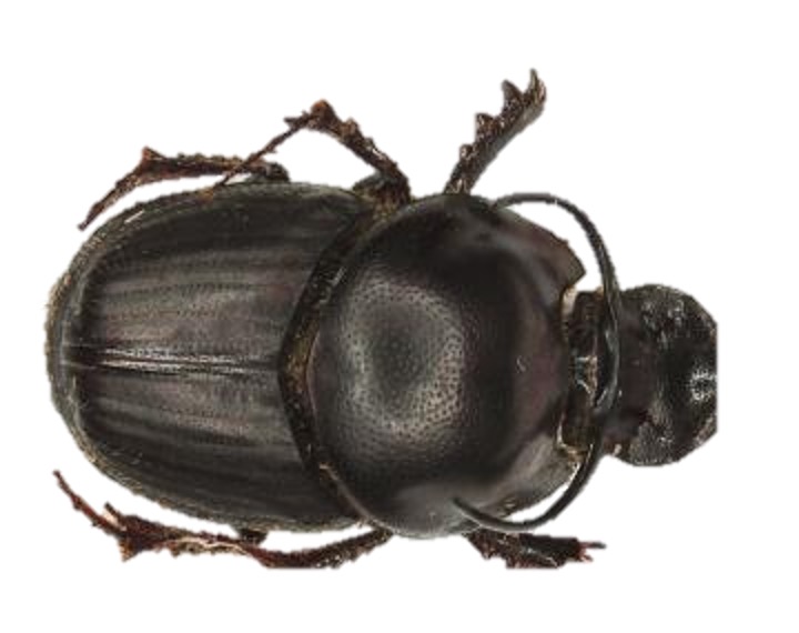 Dung beetle